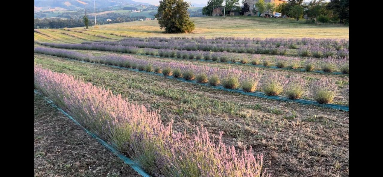 La Baita Nei Boschi Villa Serramazzoni Kültér fotó